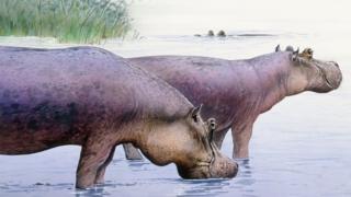 Hippopotamus Gorgops