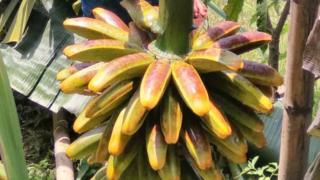 pisang tongka langit