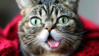 Close-up of Lil Bub face