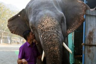 Elephant with caretaker