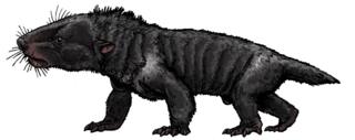 Chiniquodon theotonicus