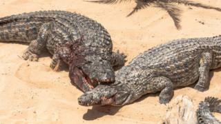 Un survivant d'une attaque de crocodile est retenu à l'hôpital pour des factures impayées