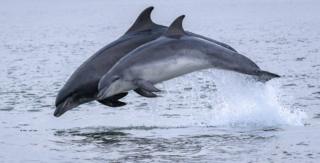 dolphins at Chanonry Point
