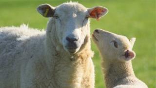 Sheep