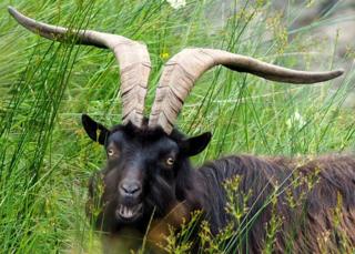 goat near Inverarnan, near the head of Loch Lomond