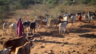 Un berger conduisant ses bêtes aux pâturages au Kenya (illustration)