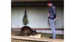 Kangaroos can communicate with humans