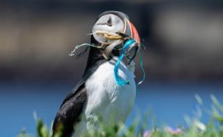 Puffin with plastic