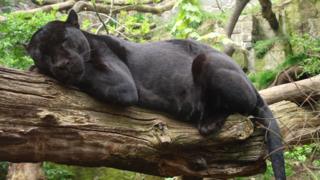 jaguar sleeping on a branch