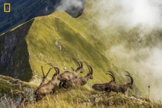 A herd of ibexes are seen on a mountain ridge
