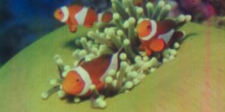Small image