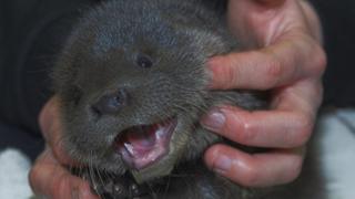 Buddy the otter