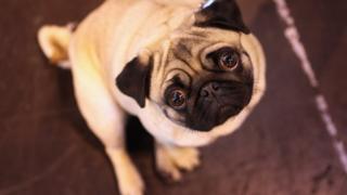 A pug sits in front of the camera.