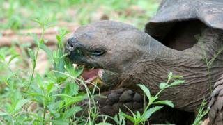 Tartaruga gigante de Galápagos