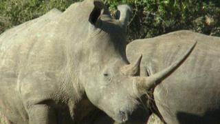 L'objectif est de faire comprendre aux braconniers qu'il n'y a plus de corne de rhinos dans le pays.