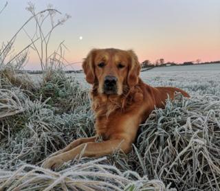Golden retriever in frosty grass