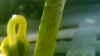 ਚੀਨ ਨੇ ਉਗਾਈ ਚੰਦ ’ਤੇ ਕਪਾਹ