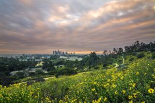 City Flowers by Brandon Yoshizawa