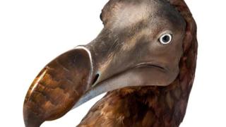 A reconstituição da face de um dodô