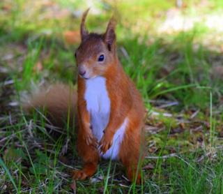 squirrel