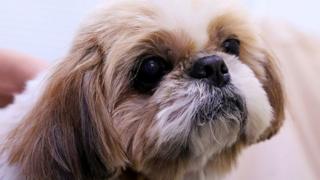 Iyi mbwa shih tzu iri mu bwoko bw'iyo yishwe muri Amerika