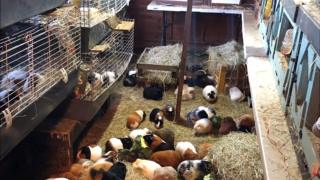 Letchworth woman wins fight to keep 200 guinea pigs - BBC News