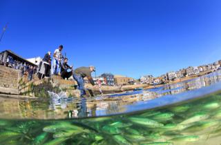 A shoal of mackerel are caught out by the spring low tide in St Ives harbour, Cornwall