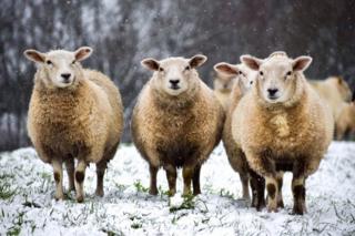 Sheep in snow