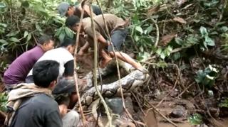Dalam video itu terekam bagaiman warga yang mulanya mencari belut malah menemukan ular sanca raksasa.