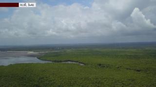 મેંગ્રોવ કેન્યા