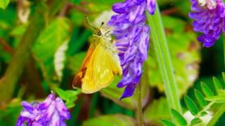 moth