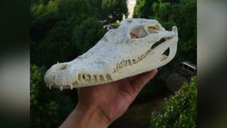 Захваченный череп крокодила