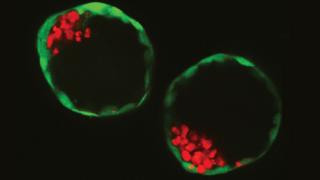 Две из эмбрионоподобных структур, выращенных учеными в лаборатории