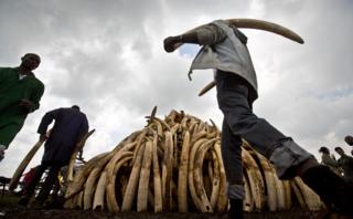 Amasenga y'inzovu muri Kenya
