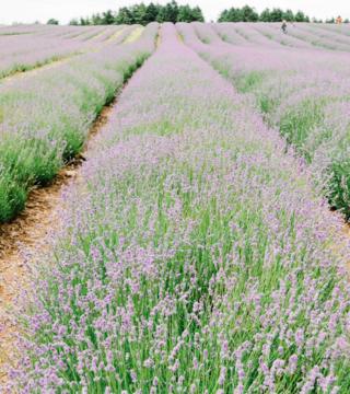 Fields of lavender