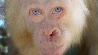 albino orangutan