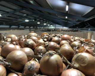 Onions