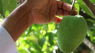 Mango