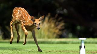 Rusa