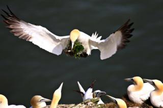 Bird flying above other birds