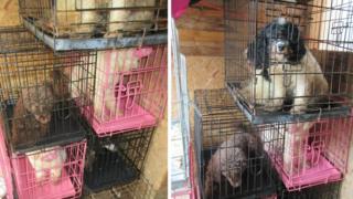 Dogs in cages