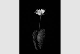 Water Lily by Don Rice