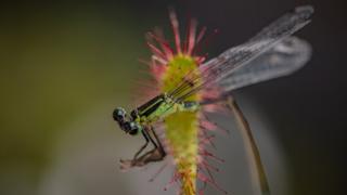 Insect on plant