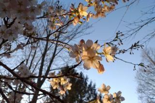 science Blossom on tree