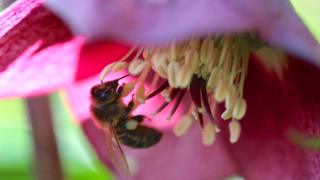 Bees also favour hellebore flowers