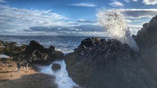 dog on Rosemarkie beach
