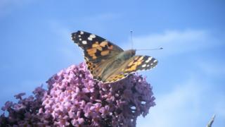 butterfly
