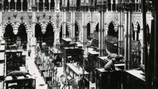 Museum of Natural History in Oxford in 1890
