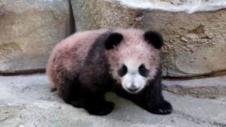 Bayi Panda