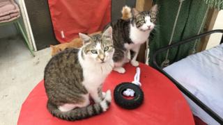 Image shows cats at the animal shelter in Toulouse